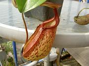 Nepenthes maxima x bicalcarata 2